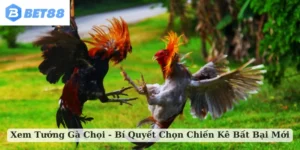 xem tướng gà chọi