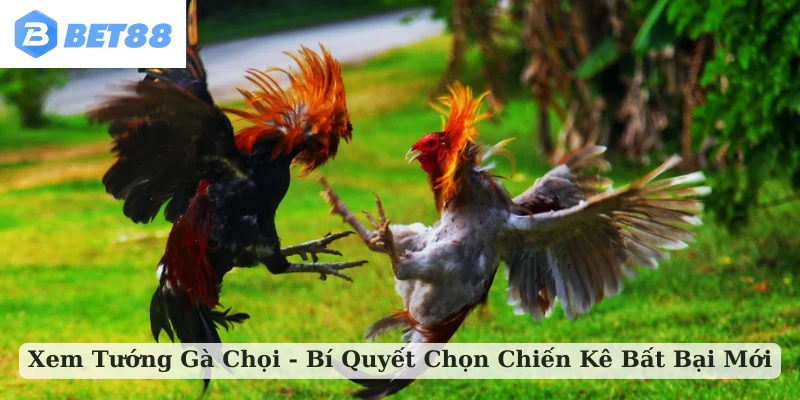 xem tướng gà chọi
